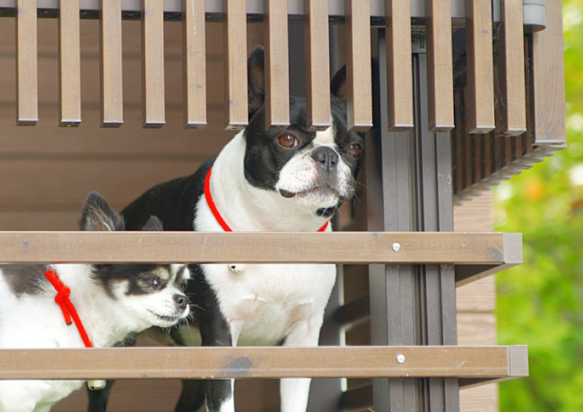 ペットがいるご家庭のお庭づくり