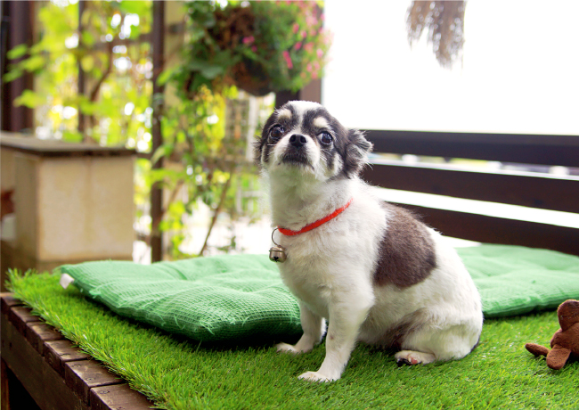 スペースプランニングのペットと暮らすお庭づくりご提案いたします