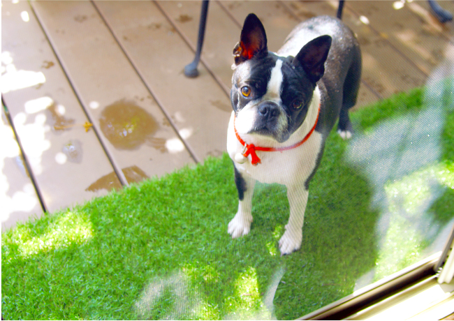 スペースプランニングのペットと暮らすお庭づくりご提案いたします