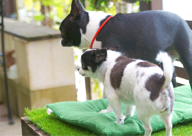 スペースプランニングのペットと暮らすお庭づくりご提案いたします